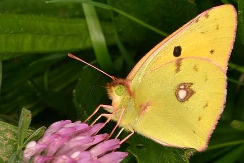 Réf. 13 462 : Colias croceus