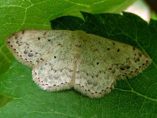 Réf. 13 048 : Scopula marginepunctata