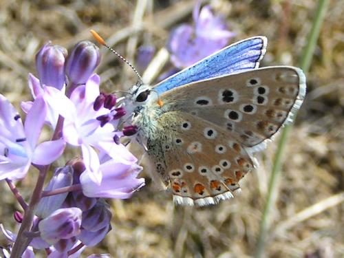Réf. 13 767 : Polyommatus bellargus