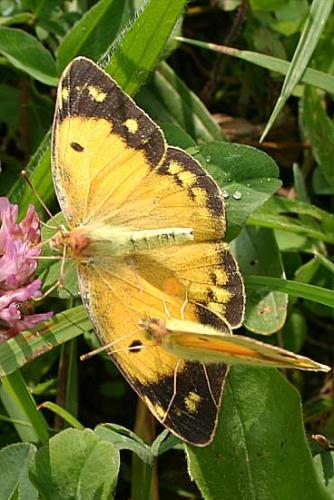 Colias croceus