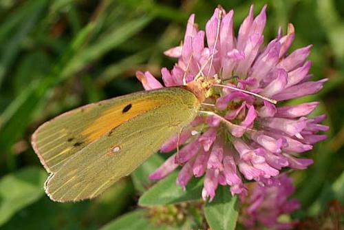 Colias croceus