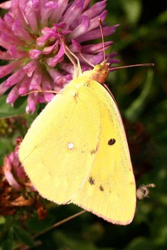 Colias croceus