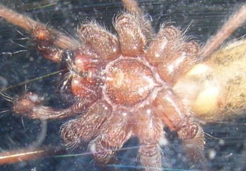 Tegenaria sp.
