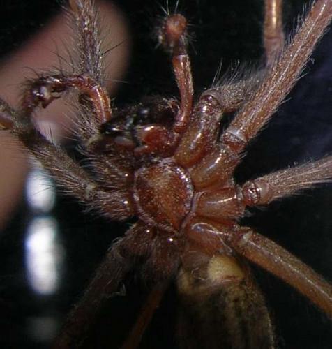 Tegenaria sp.