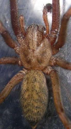 Réf. 13 492 : Tegenaria sp.
