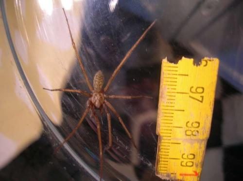 Tegenaria sp.