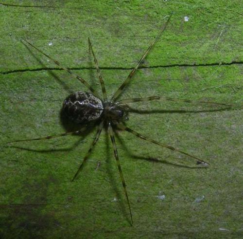 Drapetisca socialis