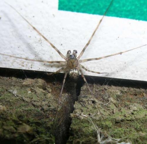 Réf. 13 598 : Drapetisca socialis