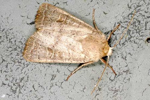 Hoplodrina ambigua