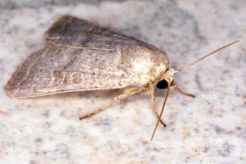 Réf. 13 488 : Hoplodrina sp.