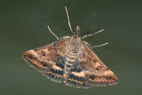 Pyrausta despicata