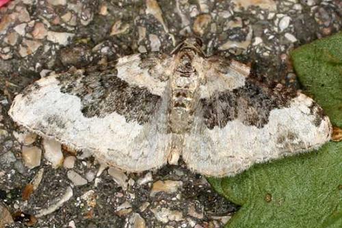 Réf. 13 484 : Epirrhoe galiata
