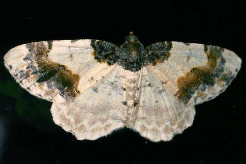 Réf. 13 482 : Ligdia adustata