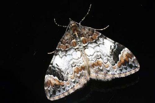 Dysstroma sp.