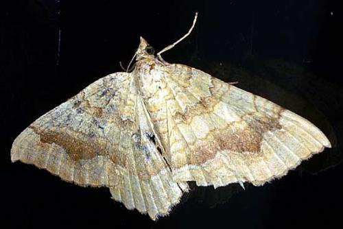 Réf. 13 596 : Camptogramma bilineata