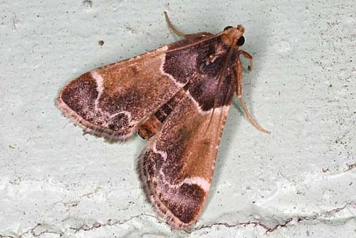 Réf. 13 593 : Pyralis farinalis