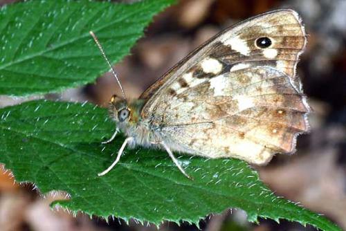 Pararge aegeria