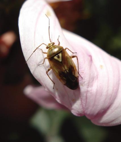 Lygus sp.
