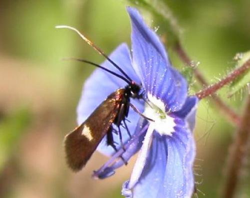 Réf. 13 051 : Cauchas fibulella