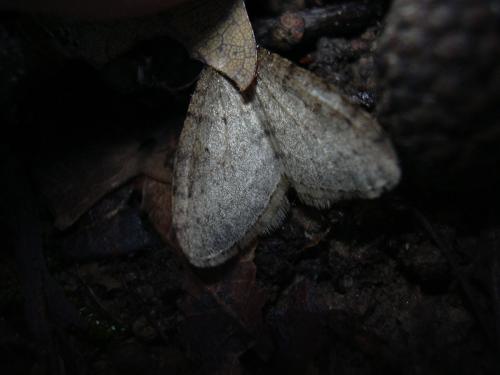 Operophtera brumata