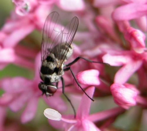 Réf. 13 054 : Limnophora sp.