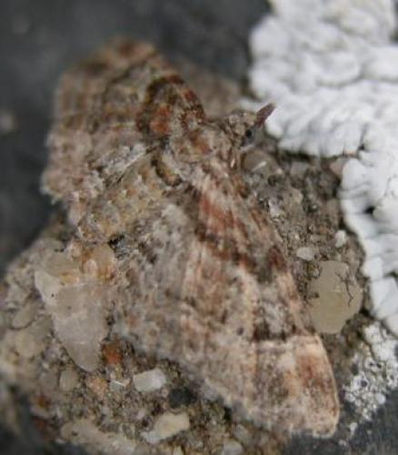 Gymnoscelis rufifasciata