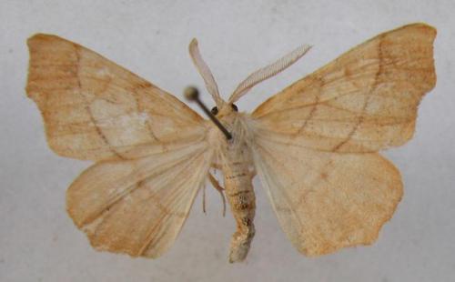 Réf. 13 396 : Ennomos quercinaria