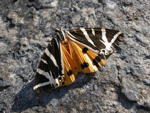Réf. 13 119 : Euplagia quadripunctaria