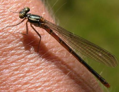 Pyrrhosoma nymphula