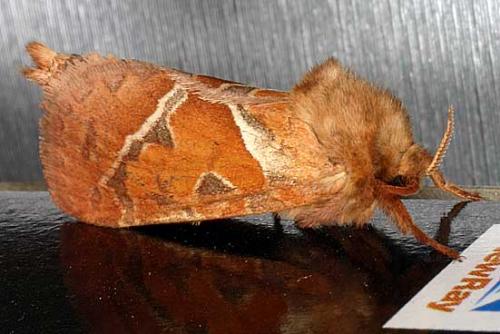 Triodia sylvina
