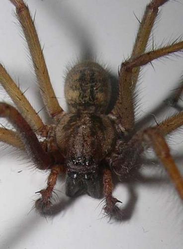 Réf. 13 616 : Tegenaria sp.