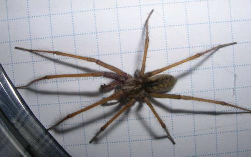 Tegenaria sp.