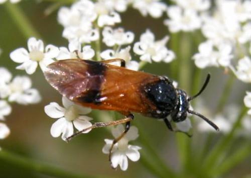 Arge cyanocrocea