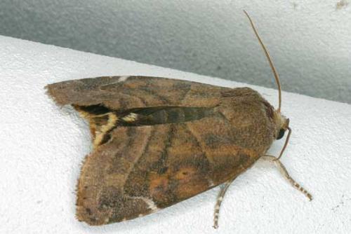 Réf. 13 718 : Cosmia affinis