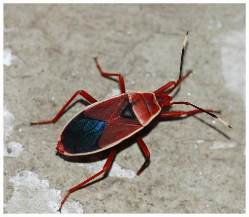 Réf. 13 428 : Probergrothius varicornis