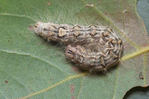 Réf. 13 689 : Subacronicta megacephala