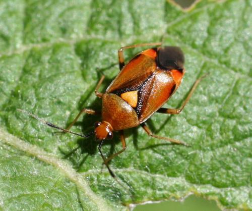 Réf. 13 632 : Deraeocoris ruber