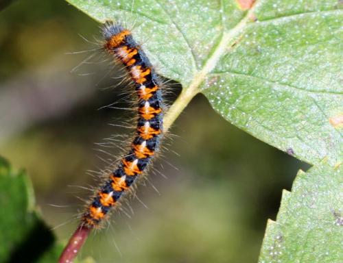 Lasiocampa quercus