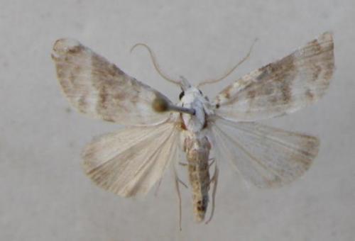 Réf. 13 398 : Meganola albula