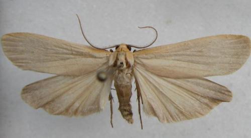 Eilema sp.