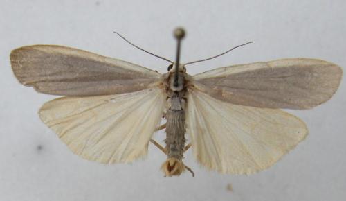 Réf. 13 662 : Eilema sp.