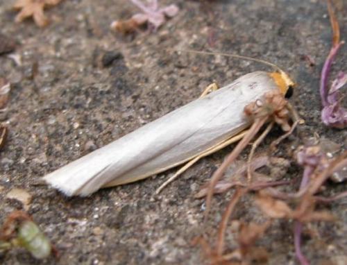 Réf. 13 469 : Eilema sp.