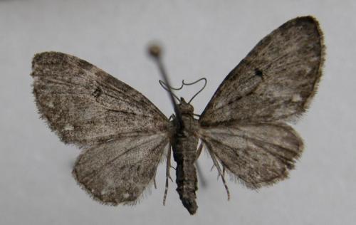 Réf. 13 926 : Eupithecia tripunctaria