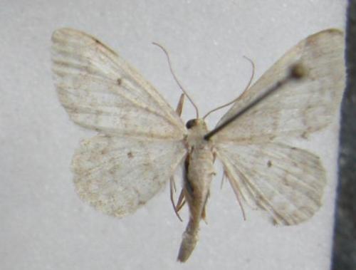 Réf. 13 028 : Idaea biselata
