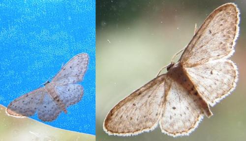 Idaea seriata