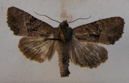 Mesapamea sp.