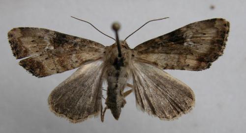 Apamea scolopacina