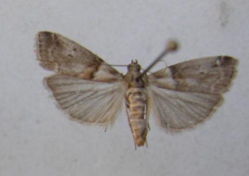 Acrobasis consociella