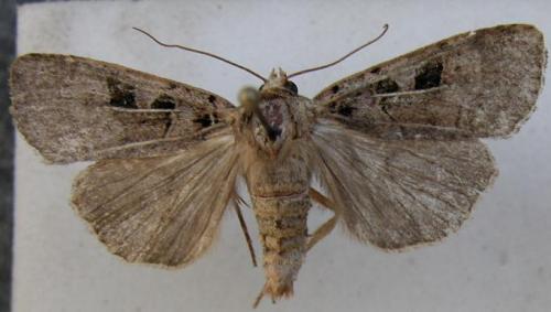 Xestia triangulum