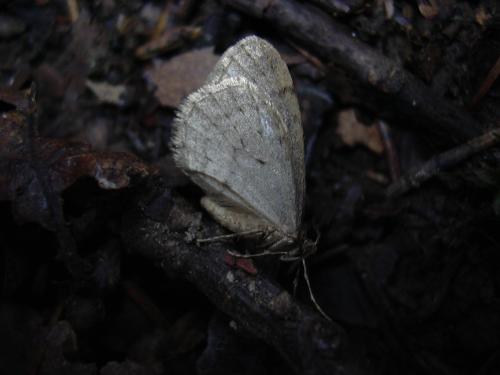 Operophtera brumata